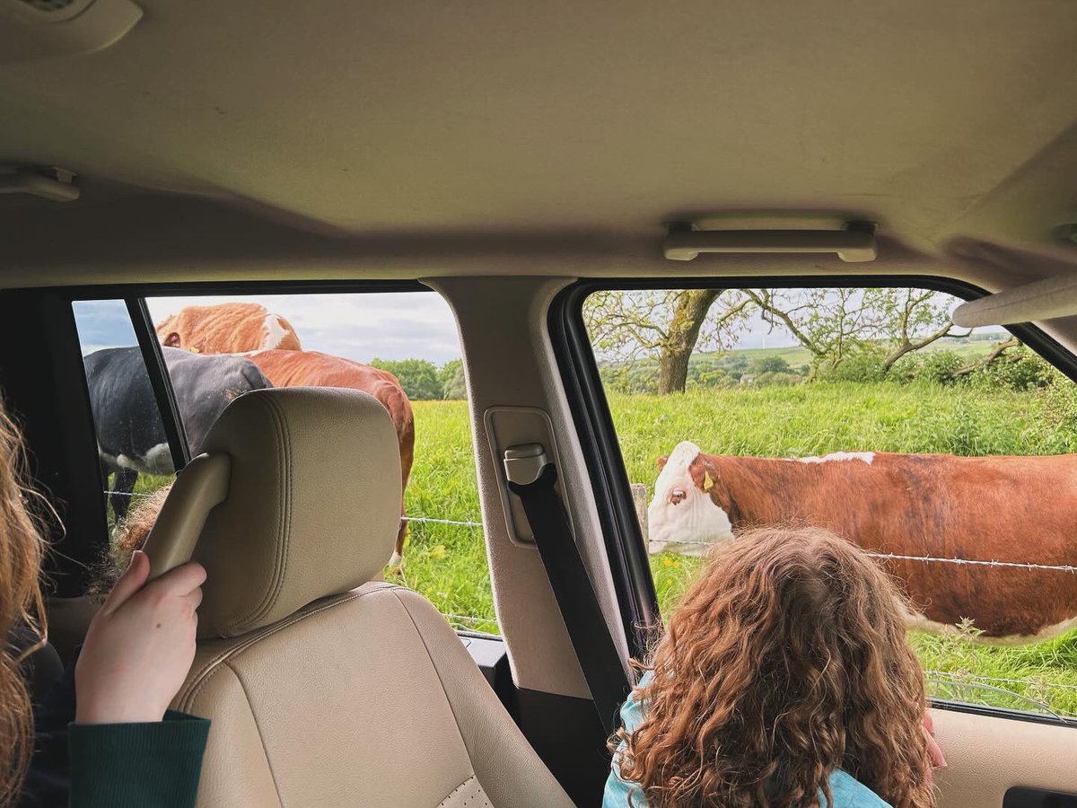 bernardsfarmuk's tweet photo. What a “drive-thru” looks like when you’re a farm kid… 🙃 😎 🐄 👩‍🌾 👫👫

#stockcheck #tenantfarmer #farmkids #nativecattle #farmkidlife #farmingfamily #uplandfarming #herefordcattle #moo #staffordshiremoorlands #peakfarmer #landrover https://t.co/lZbp7aXFCS
