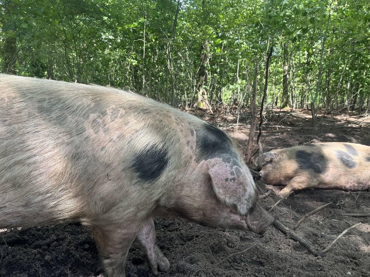 Vandaag op werkbezoek bij <a href="/gemeentearnhem/">Gemeente Arnhem</a> om kennis uit te wisselen over natuur leidend bosbeheer. Waarbij we veel inzichten hebben gekregen hoe Arnhem biodiversiteit en ecologie hoog in het vandel heeft. Dank @PvdDvanderWel voor de mooie middag!