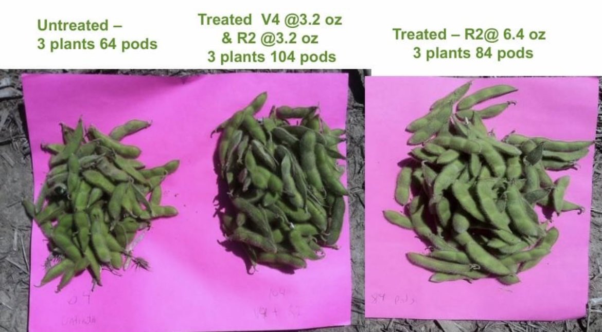 msfc_ag's tweet photo. Are you looking to enhance the growth of your cotton and soybean crop to better withstand early season weather and pest challenges? Ascend® SL plant growth regulator is formulated with three regulators aimed at promoting a strong root system, larger leaves, and wider stems. https://t.co/auNM5MpSJD