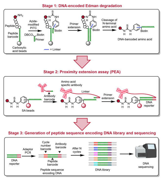 NikoMcCarty's tweet image. Good stuff. Sequencing proteins by reverse translating them back into DNA, and then sequencing that.