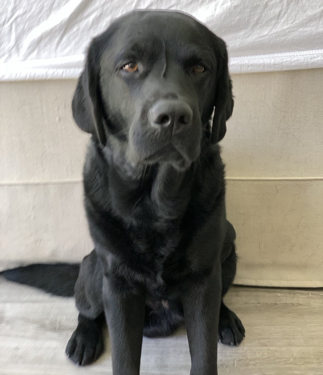 TarlyLabrador's tweet photo. Today is my fifth birthday and life is good!  😀🐾😀🐾 https://t.co/9znNdPtSzQ