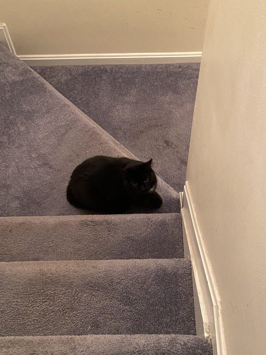 Reporterroblang's tweet photo. Storms move through Reisterstown and a house cat heads to her safe space #Jules2 https://t.co/S9NFC0ZMUY