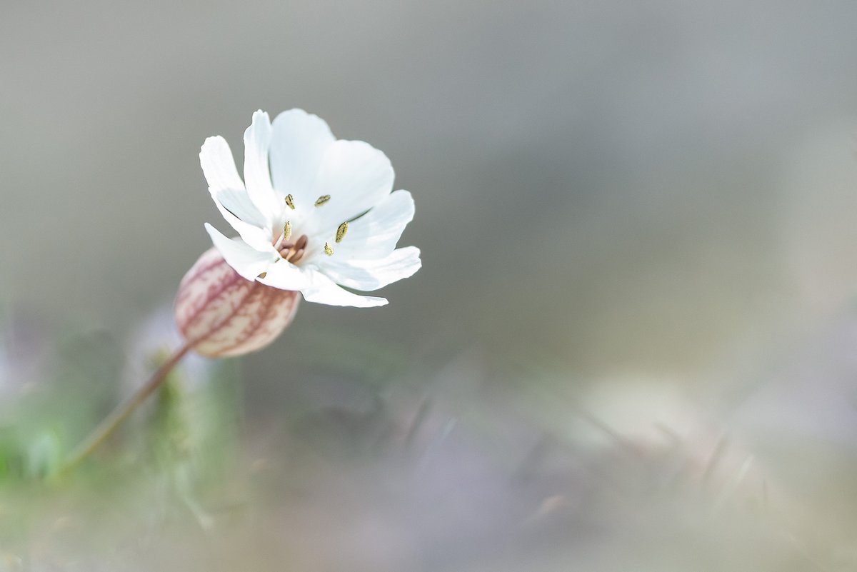 SimonGray14's tweet photo. Sea campion on the rocky shore at Killard NR, Co Down @UlsterWildlife @Love_plants @BSBI_Ireland @StrangfrdLecale #killard #seacampion https://t.co/fntlB0Gx5K