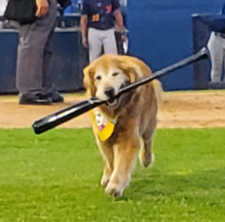 BatdogRookie tweet picture