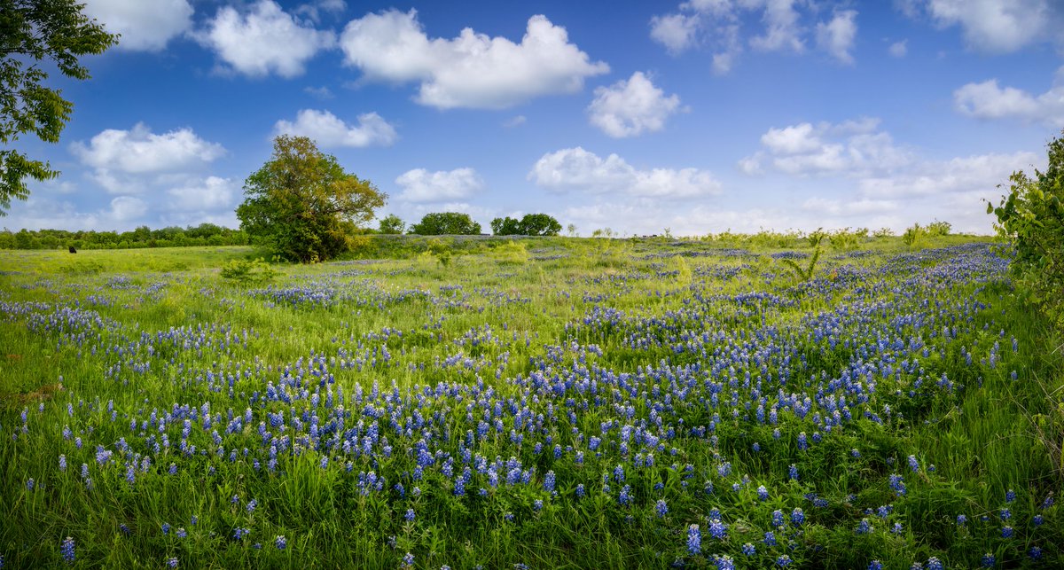 VisitorTips's tweet photo. #ClientSpotlight 🌟 Explore the charming city of Ennis, Texas, and soak in the stunning Bluebonnets! 🌸🪻 #VisitorTips #VisitEnnis #Bluebonnets #TexasAdventure https://t.co/TEapZryNZq