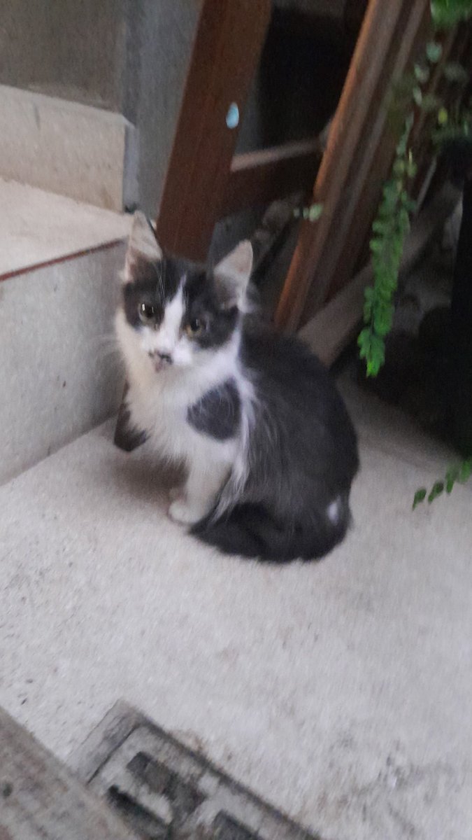 NathyLadyNoir's tweet photo. Gente, acabei d achar esses dois garinhos aqui na frente de casa, não temos condições de ficar com eles, se alguém estiver interessado e morar em São Paulo perto do bairro João XXIII, Paulo VI e Vaticano é so me mandar uma dm. https://t.co/A4F8IHEVPd