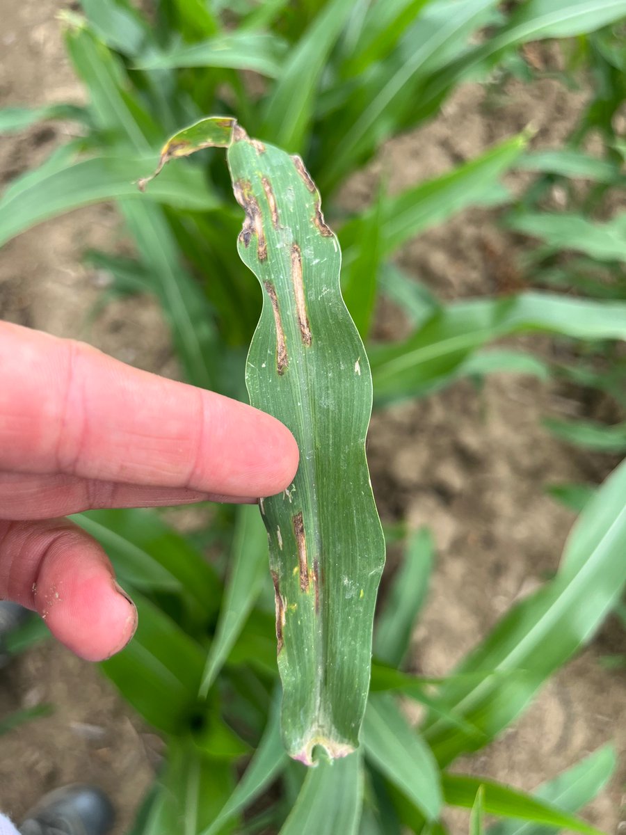 CropTalkMegan's tweet image. GLS popping up in Lawerence, Orange, and Daviess counties IN. In V3 to V6 corn, look for the squared off edges on the lesions and o symptoms to be on lower leaves first . @CropNetwork #grayleafspot #corn