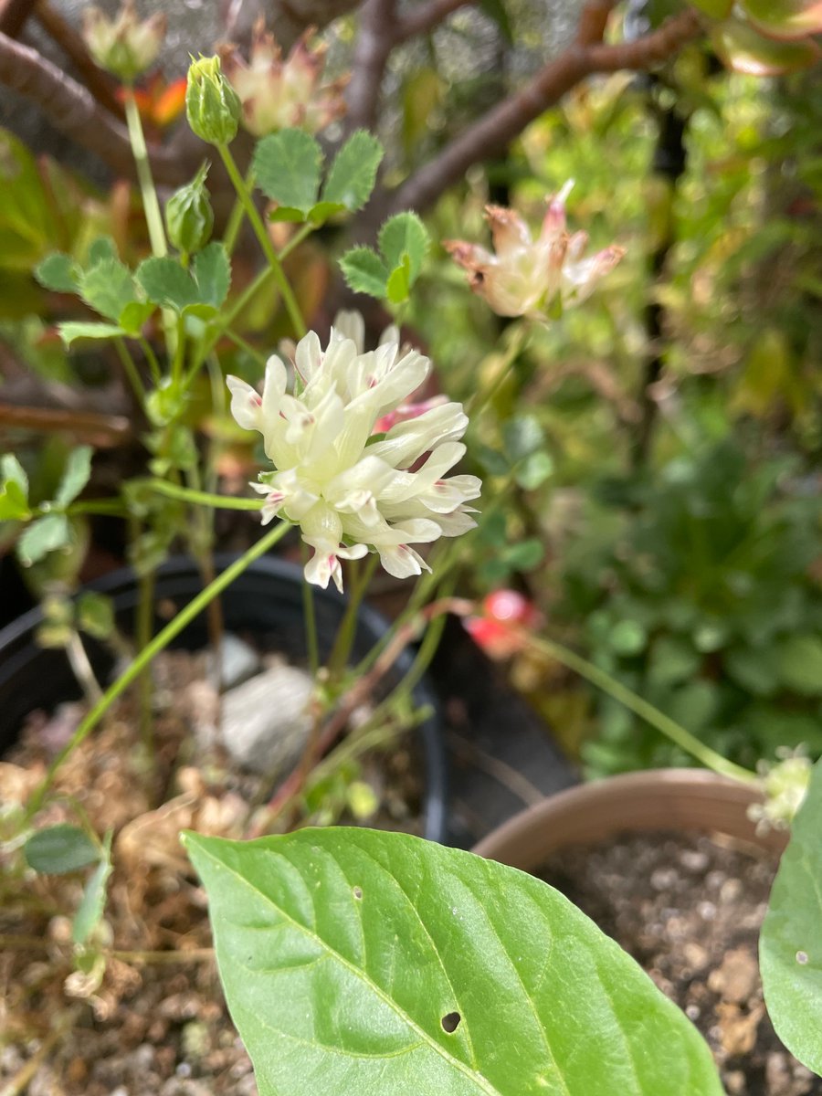TodayBotany tweet picture