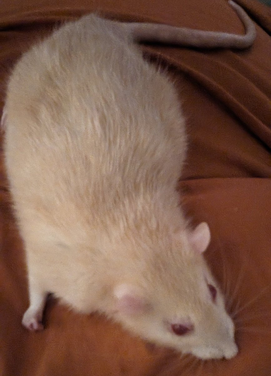 Saffy is home from the vets, she is very much out of it, the anesthetic has had a really strong effect on her, very worried about her currently keeping her warm and hydrated, I hope she comes round soon 🥹🐀❤️