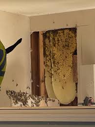 EcoBeeRemoval's tweet photo. 🌼🐝 Expert Bee Removal Services in Florida! 🐝🌼
Are bees making themselves at home in your house or garden? No need to worry, we've got the solution! Eco Bee Removal offers professional and Eco-friendly bee removal services throughout Florida. 🏡🌿
#beeremoval #bees #SaveTheBee https://t.co/s3aEzP1Vlp