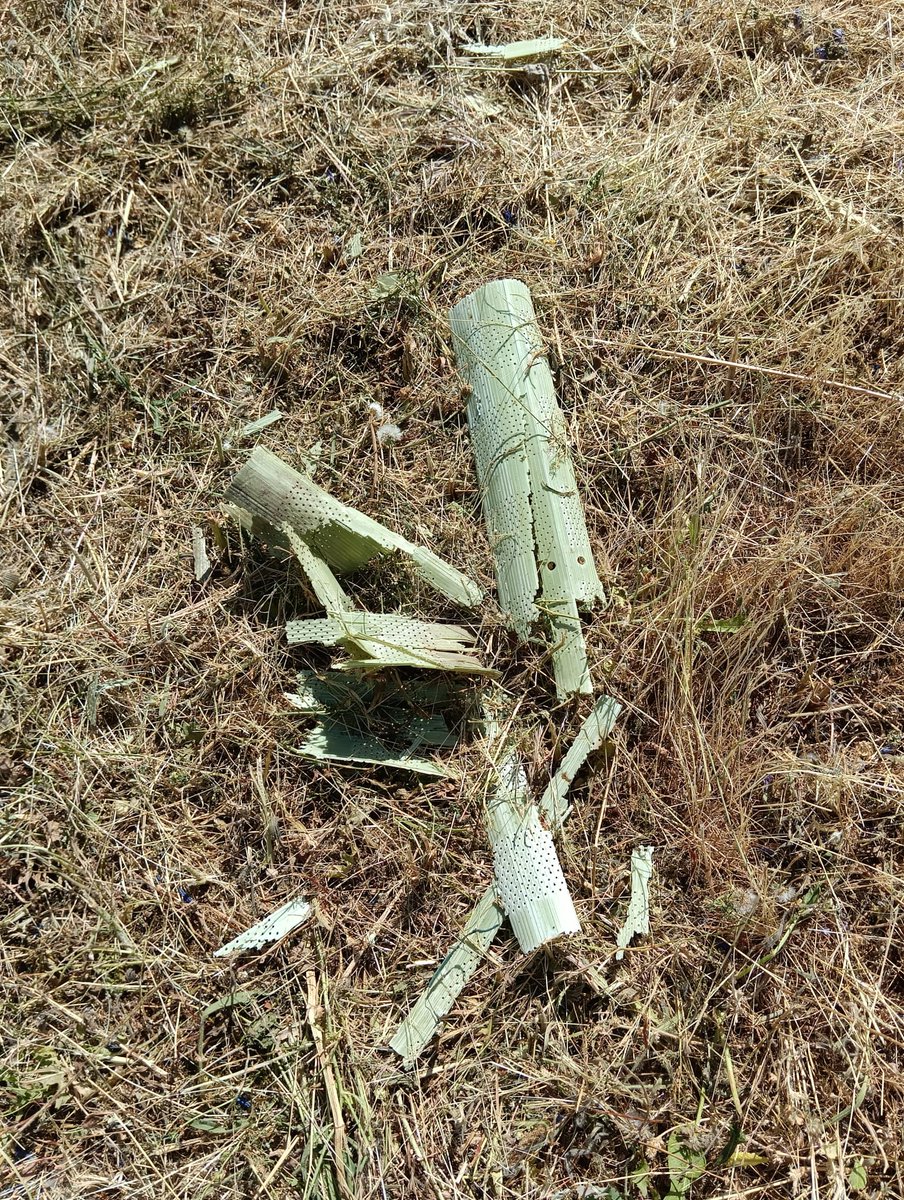 arbacebollera's tweet photo. Hoy, en el #DiaMundialdelMedioAmbiente tenemos que lamentar una actuación del Ayto de @Moralzarzal que ha echado por tierra el trabajo de vecinos y vecinas en el entorno del Prado del Águila, en #Moralzarzal.
Abrimos 🧵 👇 https://t.co/BxRimNRKpA