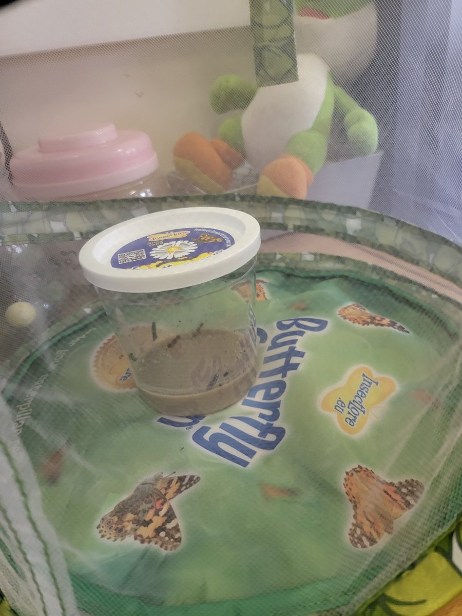 Our caterpillars have arrived. We can't wait to observe them &amp; watch them turn into butterflies 🐛🦋
<a href="/SychdynSchool/">Ysgol Sychdyn</a>
