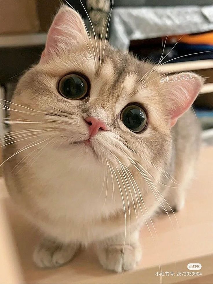 cutestscats's tweet photo. Big eyes big wonder 👀😻 https://t.co/QJqfEBx1zM