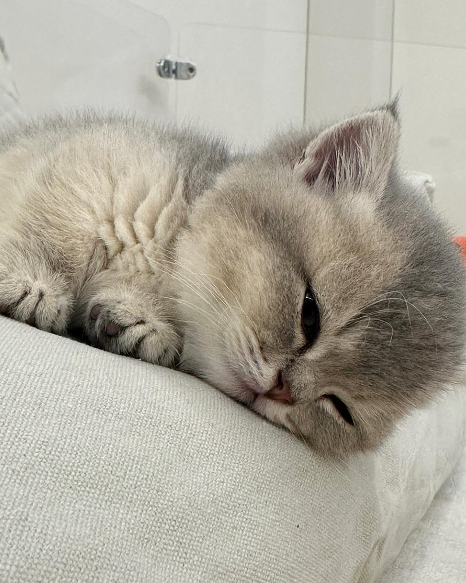 cutest cats (@cutestscats) on Twitter photo 