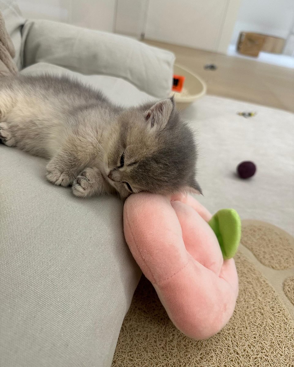 cutestscats's tweet image. 