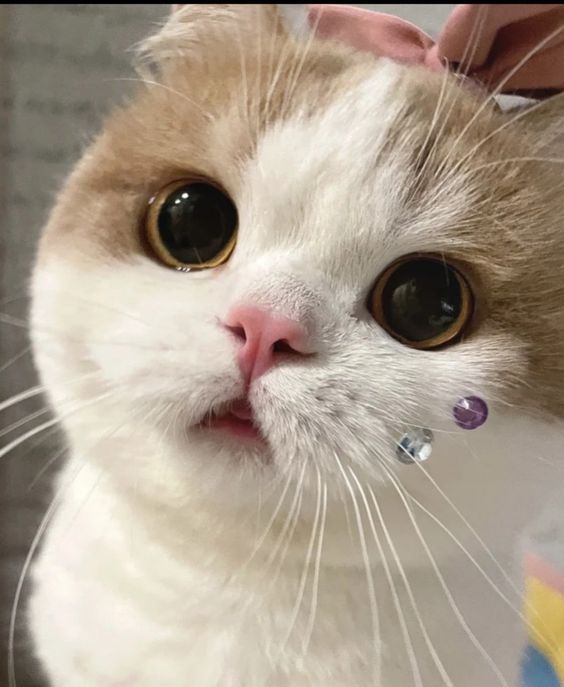 cutestscats's tweet photo. Sparkle face cuteness https://t.co/DToq9DPU9B