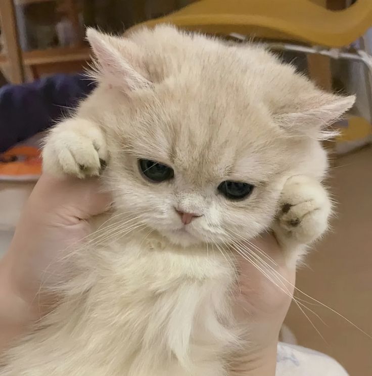 cutest cats tweet media
