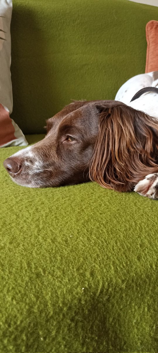 KateNob66196563's tweet photo. @markdodd1310 Elke.. my Springer  girl having a cute moment! https://t.co/hA1VuQjnm0