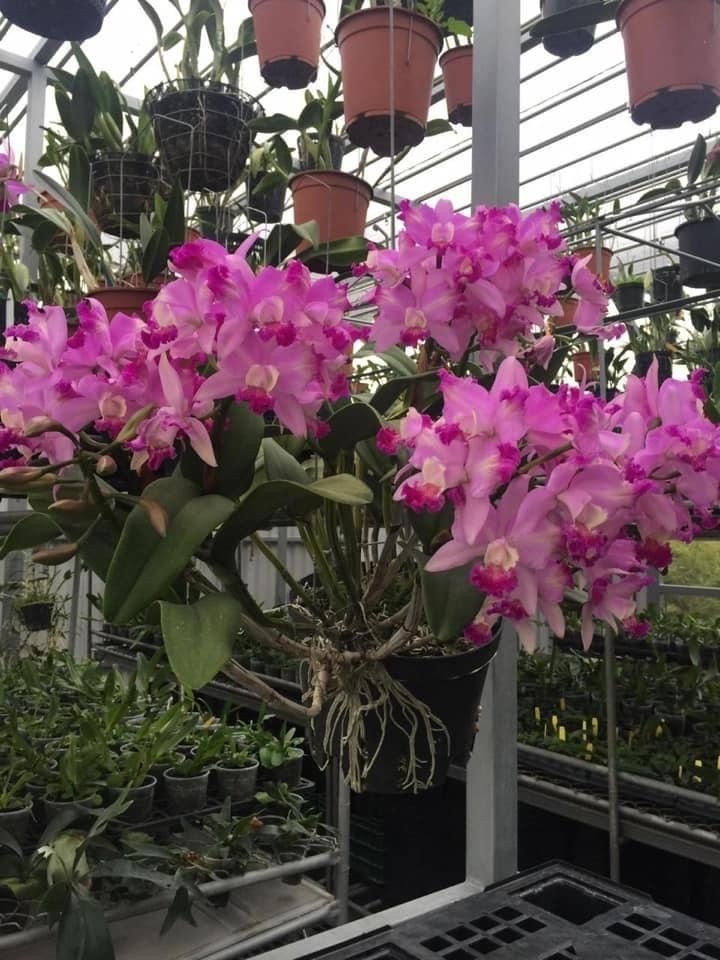 ݂           ݂     Bᥱm mᥱ qᥙᥱr! 🌸
      ݂    
      Olá, amores. Boa noite! 

 Eu sou a atendente Cattleya 🌸 e irei atendê-los das 18h até às 22h.

Sintam-se a vontade para dar uma olhada em nosso catálogo para presentear aquela pessoa especial! Será um prazer ajudar vocês!!