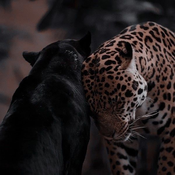 𝖆𝖗𝖙𝖟~𝖓𝖔𝖜 (@artznow_) on Twitter photo 