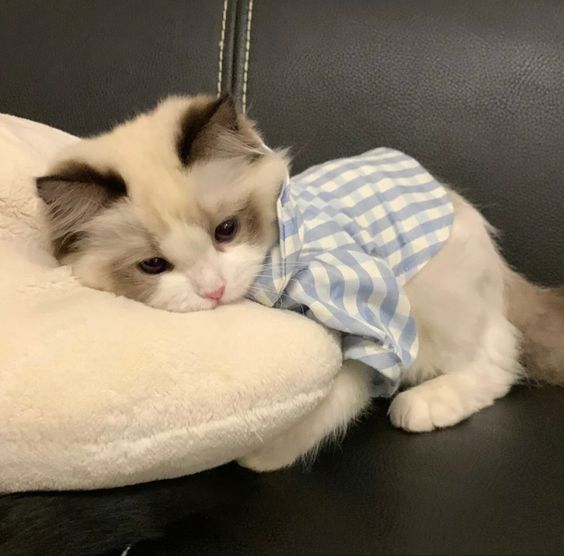 cutest cats (@cutestscats) on Twitter photo 