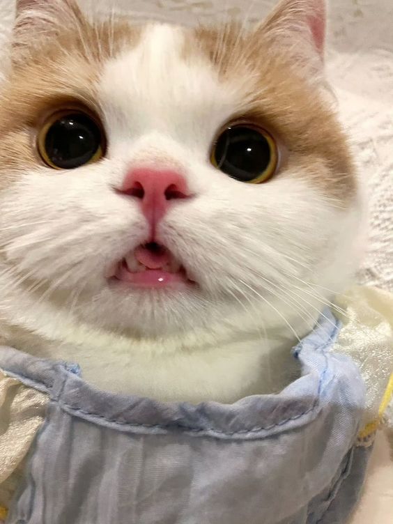 cutest cats (@cutestscats) on Twitter photo 