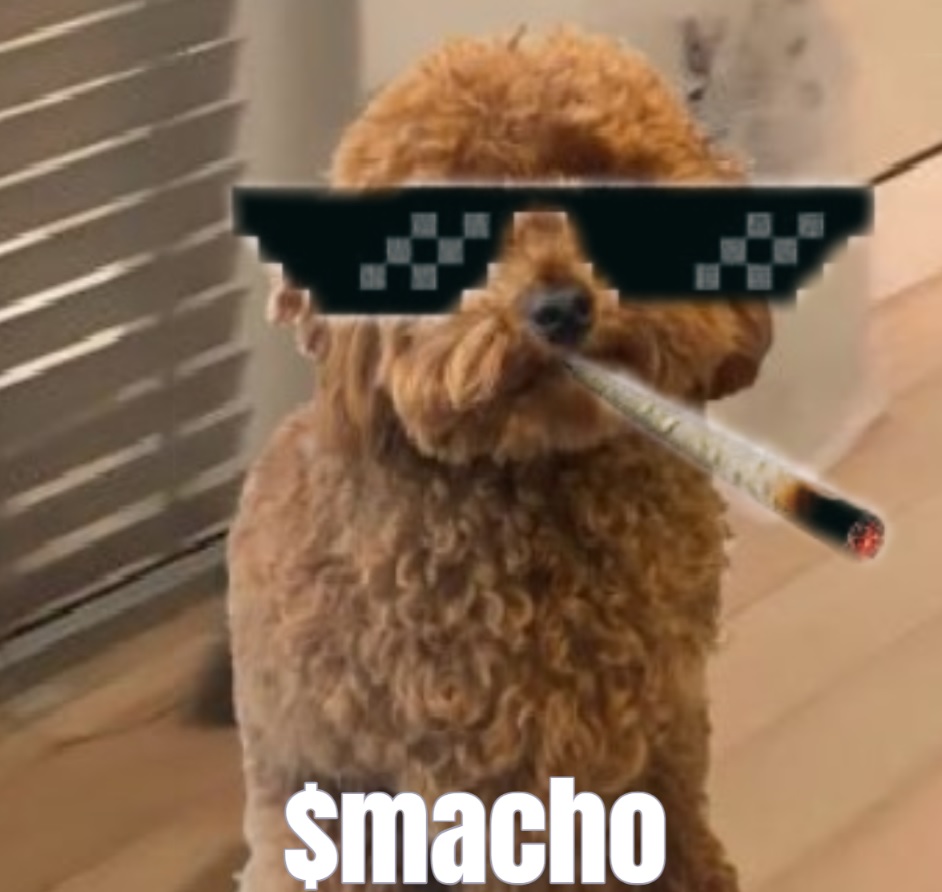 ringadingadonga's tweet photo. @machoonsol woof woof $macho on $sol  🙌👀

@kevko_crypto
@Iconic_BTC
@LapepiteCrypto https://t.co/2GgPlvf7xX