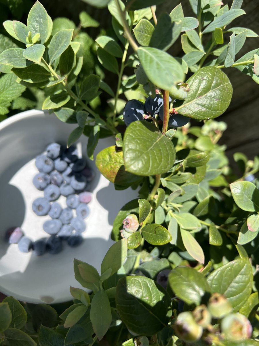 Jimeverett's tweet photo. Just another day in the backyard!
#CaliRocks 🫐 😋 https://t.co/sRihrUPwi4