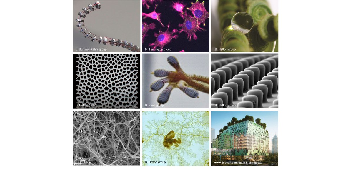 We're organizing a free, 1-day meeting on Bio-inspired Materials and Design at UofT. Speakers from robotics, materials science, biomaterials, urban design and architecture. Registration at: eventbrite.ca/e/bio-inspired… <a href="/UofT/">University of Toronto</a> <a href="/uoftmse/">U of T Materials Eng</a>