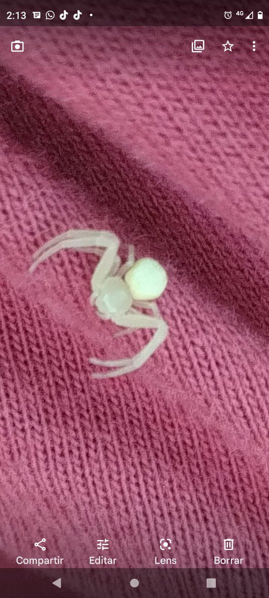 TuronJorge's tweet photo. @Arachno_Cosas hola buenas tardes conoce que araña es esta y si es venenosa? https://t.co/OjRPrczPhz