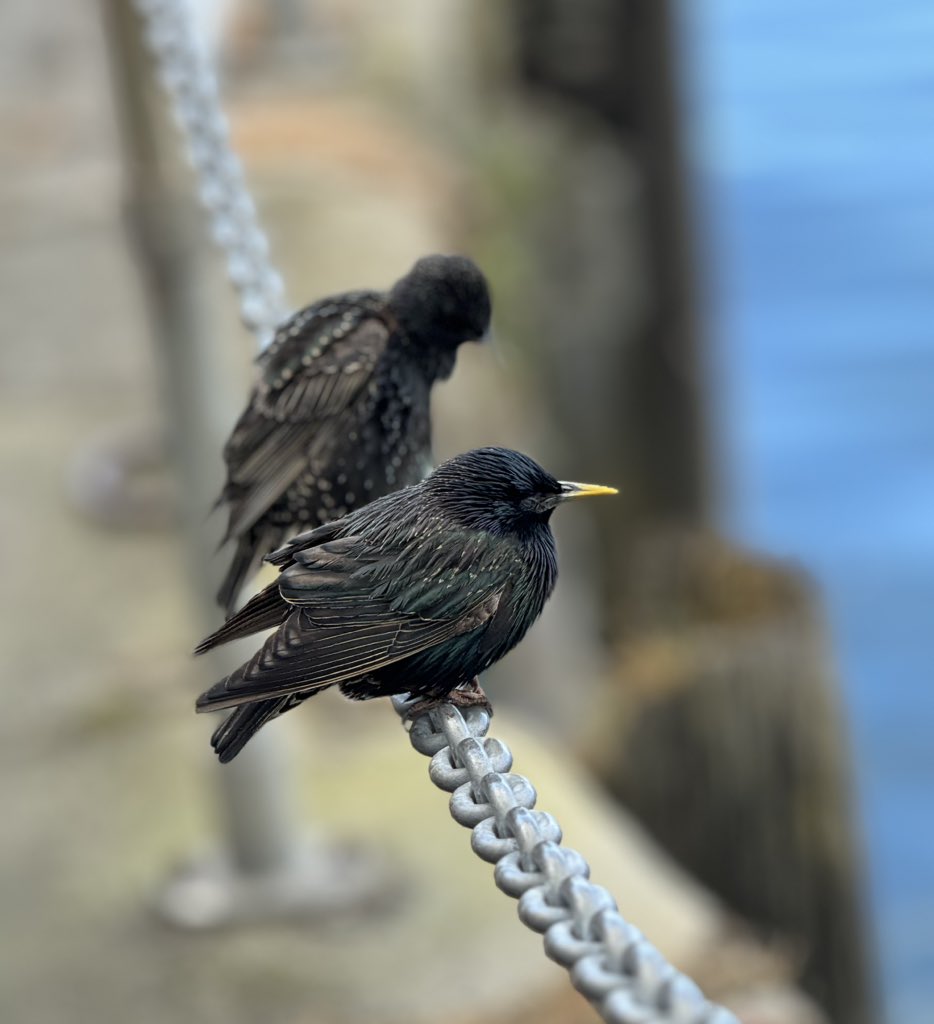 OlimBirds's tweet photo. Finally saw the Coquet Bridled Tern this afternoon after five attempts in 24 hours - probably my bird of the year so far in the circumstances (location, effort, quality of the final scope views). Here’s some photos from attempt 4, AKA the 2pm Puffin Cruise. @NTBirdClub https://t.co/YidXEaSCCZ