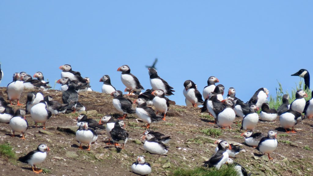 OlimBirds's tweet photo. Finally saw the Coquet Bridled Tern this afternoon after five attempts in 24 hours - probably my bird of the year so far in the circumstances (location, effort, quality of the final scope views). Here’s some photos from attempt 4, AKA the 2pm Puffin Cruise. @NTBirdClub https://t.co/YidXEaSCCZ