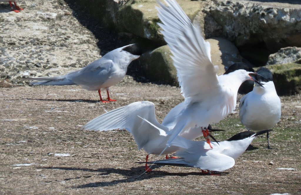 OlimBirds's tweet photo. Finally saw the Coquet Bridled Tern this afternoon after five attempts in 24 hours - probably my bird of the year so far in the circumstances (location, effort, quality of the final scope views). Here’s some photos from attempt 4, AKA the 2pm Puffin Cruise. @NTBirdClub https://t.co/YidXEaSCCZ