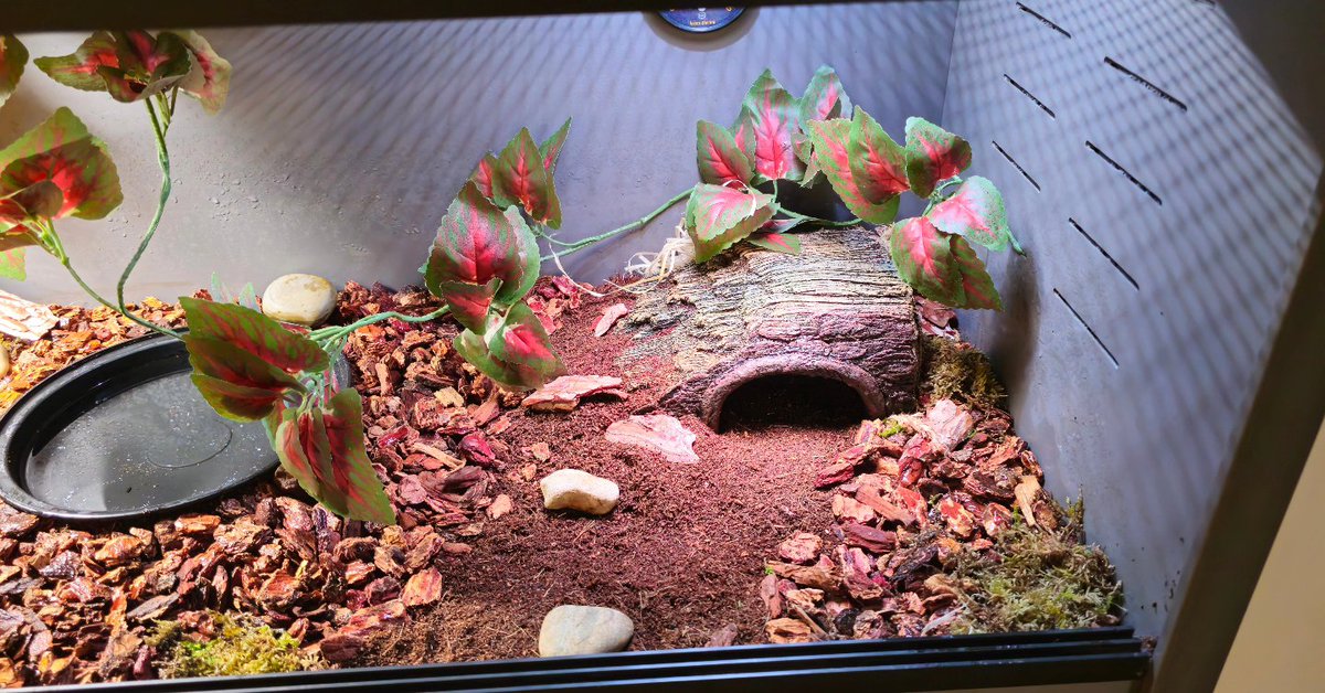VP_geo_VP's tweet photo. Our Corn snake enclosure #pvcenclosures #reptiles #cornsnake #vivariumpalace #snake https://t.co/ihiE2k9Hhk