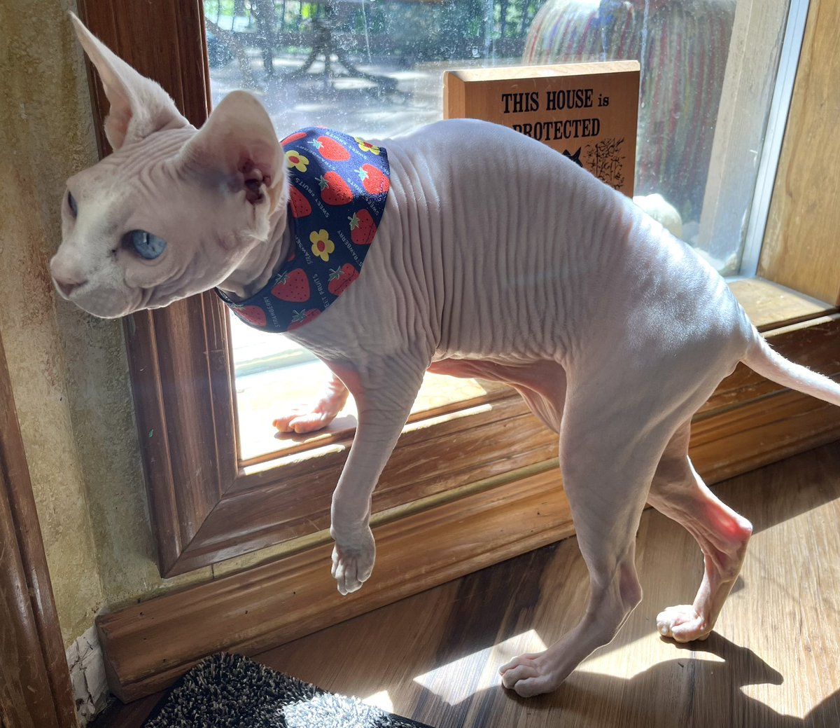 QueenofSphynx's tweet photo. Mom gave me “bamdana?”
I actuelly leik it a lot https://t.co/XtZoEkjp1j