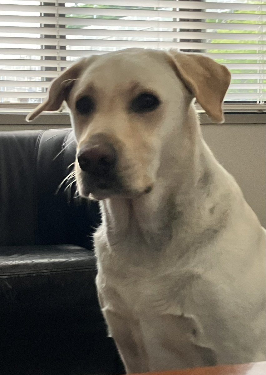 SweetFrankFC's tweet photo. おはようフランク！

#LabradorRetreiver #Frank #ラブラドールレトリバー #ラブラドール中毒 https://t.co/x5dsU3bFd8