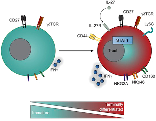 Immune Regulation News (@immune_news) on Twitter photo 🔎 Dr. <a href="/RobWiesheu/">Rob Wiesheu</a> at <a href="/UofGlasgow/">University of Glasgow</a> and team investigated whether MHC-unrestricted γδ-T cells undergo further functional maturation after exiting the #thymus.
📖 Check out their findings at <a href="/embojournal/">The EMBO Journal</a> | bit.ly/4cov0T9 🔎 Dr. <a href="/RobWiesheu/">Rob Wiesheu</a> at <a href="/UofGlasgow/">University of Glasgow</a> and team investigated whether MHC-unrestricted γδ-T cells undergo further functional maturation after exiting the #thymus.
📖 Check out their findings at <a href="/embojournal/">The EMBO Journal</a> | bit.ly/4cov0T9
