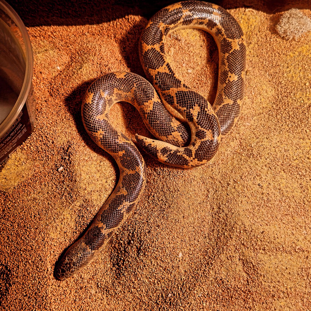 VP_geo_VP's tweet photo. Some of our reptiles. #ballpython #sandboa #breeding #vivariumpalace #reptiles #snakes https://t.co/9T3dqz3k6U