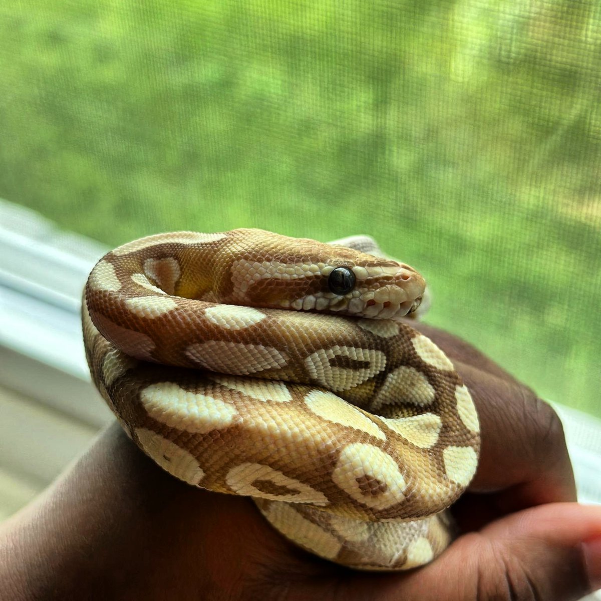 VP_geo_VP's tweet photo. Some of our reptiles. #ballpython #sandboa #breeding #vivariumpalace #reptiles #snakes https://t.co/9T3dqz3k6U