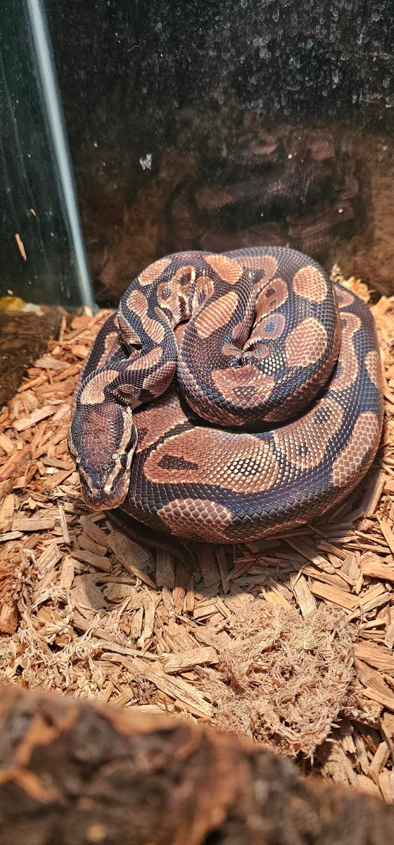 VP_geo_VP's tweet photo. Some of our reptiles. #ballpython #sandboa #breeding #vivariumpalace #reptiles #snakes https://t.co/9T3dqz3k6U