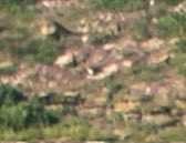 OlimBirds's tweet photo. Burying the pinnacle of record shots in the comments: that blob in the middle is a screenshot from a very shaky handheld phone scoped video, at 60x zoom, of a Bridled Tern. https://t.co/NBsy9hWrne