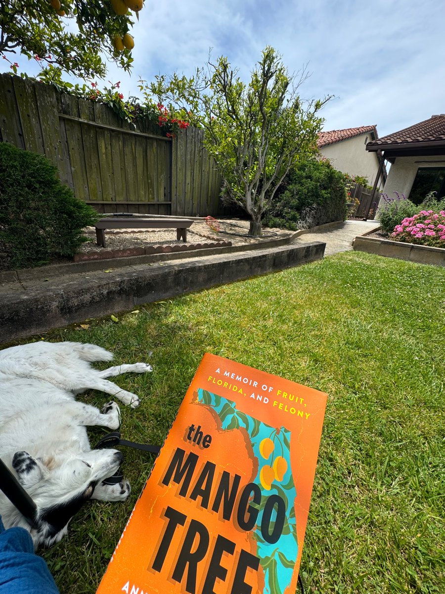 Scenes from my sabbatical: Devouring <a href="/ATometich/">Annabelle Tometich</a>’s #themangotree as my dog sleeps under the shade of an orange tree…