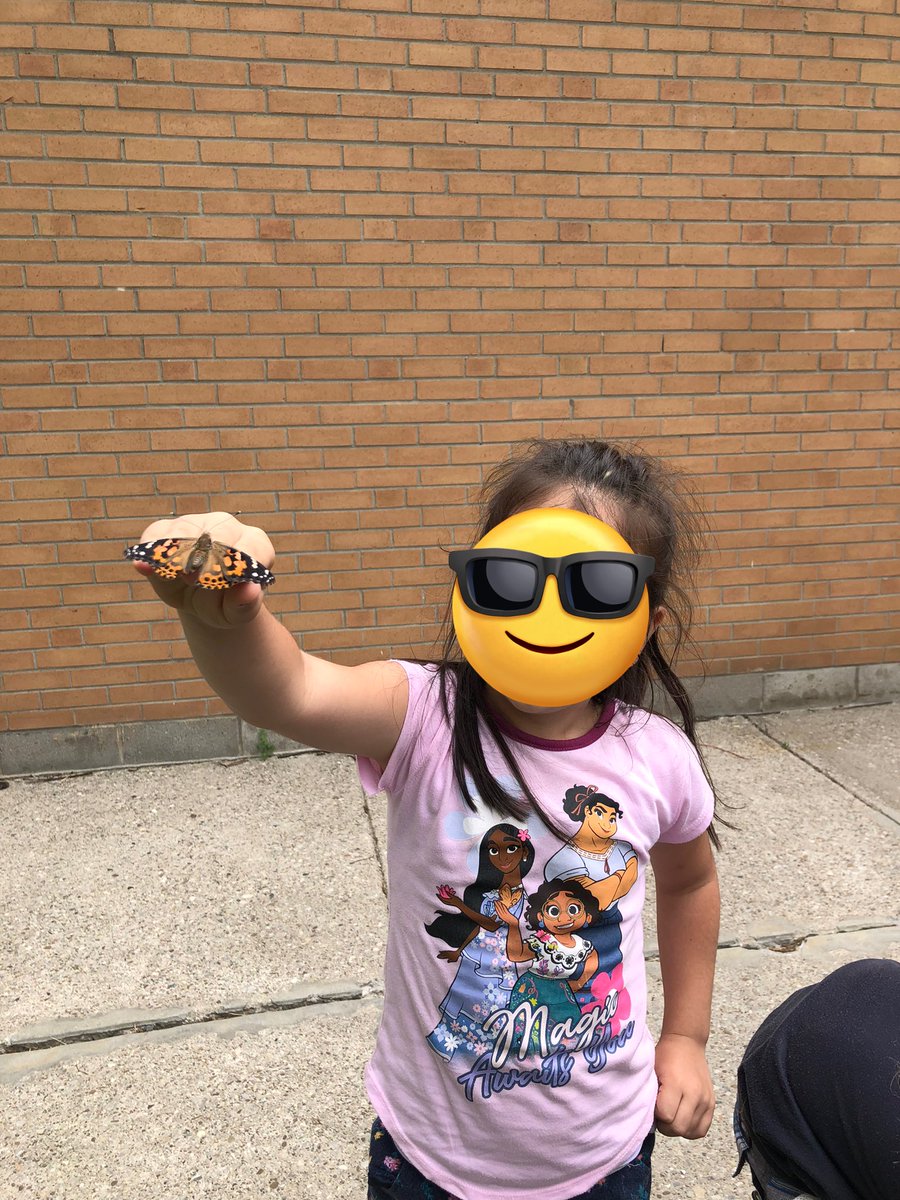So exciting…Gr1/2 Ss <a href="/TDSB_JGWorkman/">J. G. Workman P.S.</a> freed the butterflies 🦋this afternoon. 🙏<a href="/MrsGeorge_82/">L. George</a> for this opportunity. We ended our day with a wonderful read aloud which taught us to be patient. #Mindfulness  <a href="/EmmanuelP_1/">Emmanuel Peter</a> <a href="/LC3_TDSB/">TDSB LC3</a>