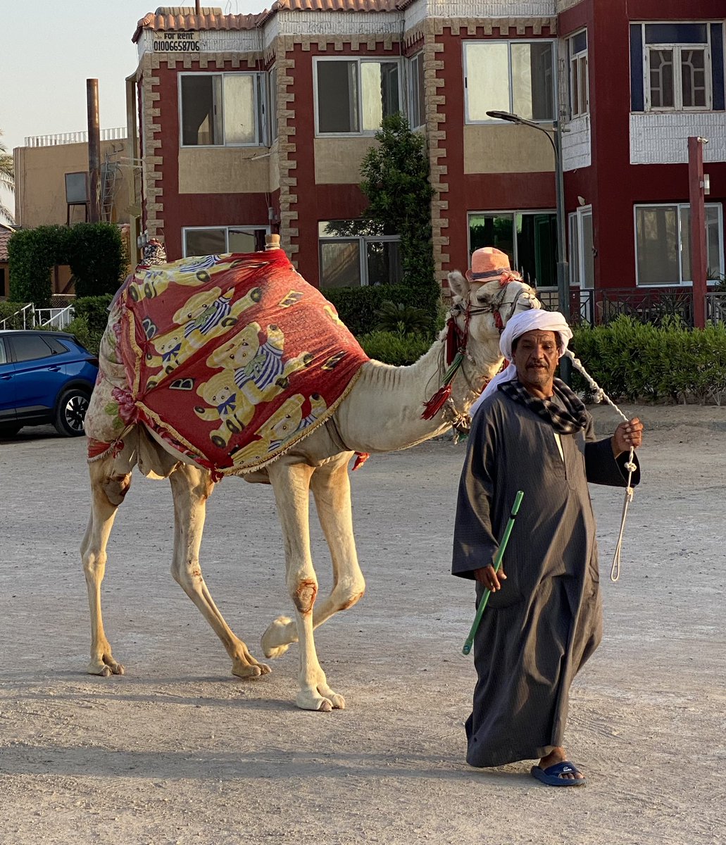 DersimAlmast's tweet image. Boş verin kim kimin şeyini sıkmış şaşırmanıza şaşıyorum 😂Şevbaş 
#Mısır #Deve Hava çok sıcak 🥵😂