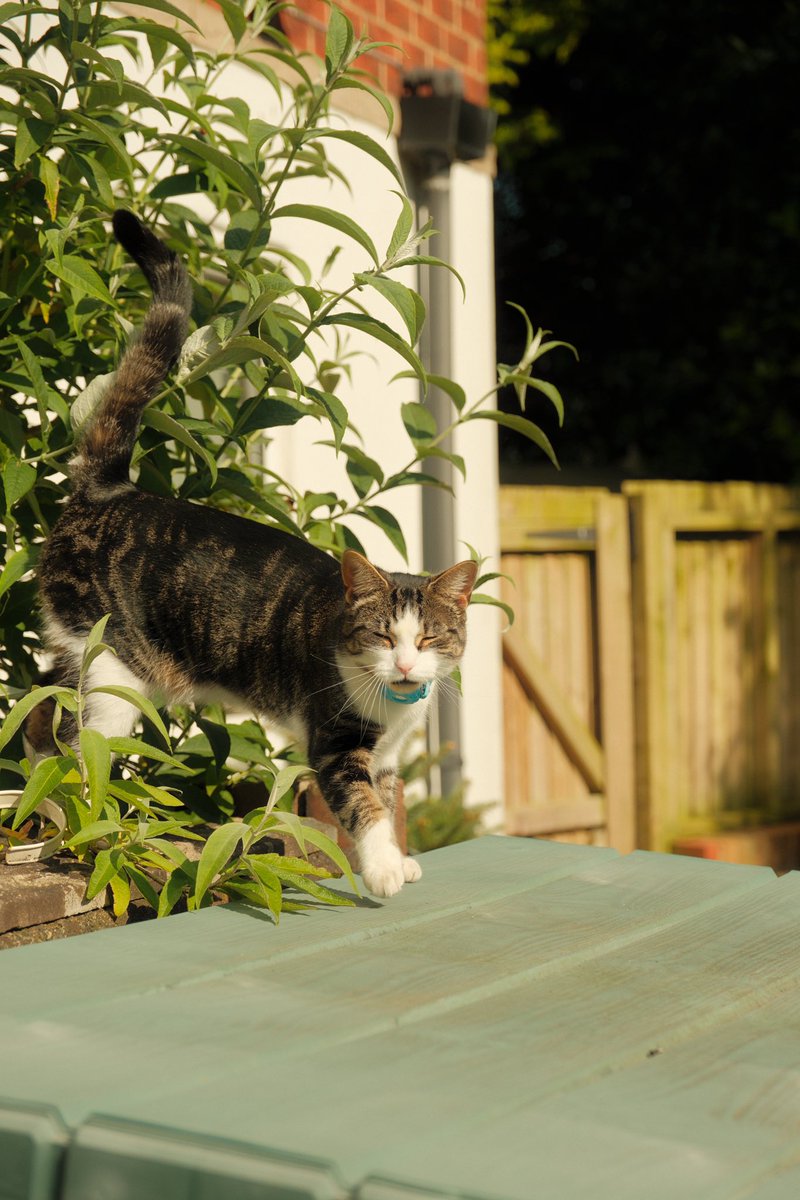 katielbartle's tweet photo. When the neighbour’s cat pays a visit and I have access to a Fuji X-H2, it is required by law that a photoshoot takes place. https://t.co/mEkxmF3Aj4