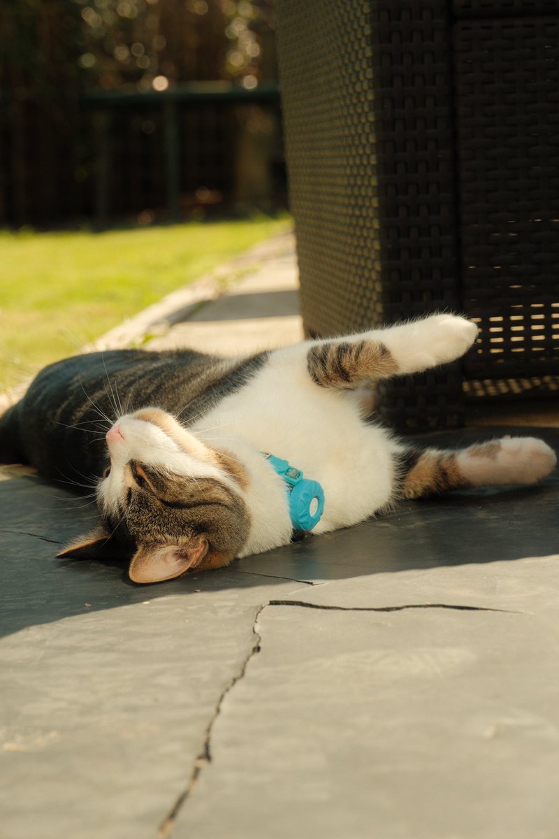 katielbartle's tweet photo. When the neighbour’s cat pays a visit and I have access to a Fuji X-H2, it is required by law that a photoshoot takes place. https://t.co/mEkxmF3Aj4