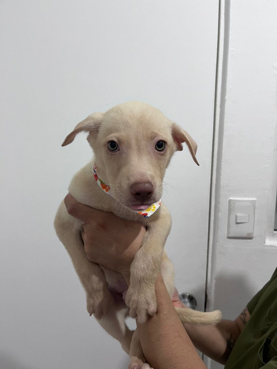 Alina_Gag's tweet photo. Pufencio también busca una familia. Es un cachorrito guapísimo de ojos verdes. 🫒 Le encanta dormir panza arriba y mover sus patitas porque sueña que corre. 🐆 Tiene 3 meses y es macho. 

Si quieres adoptarlo contacta al +52 55 8611 0085

Está en la Ciudad de México https://t.co/Ry7fgZG6eL