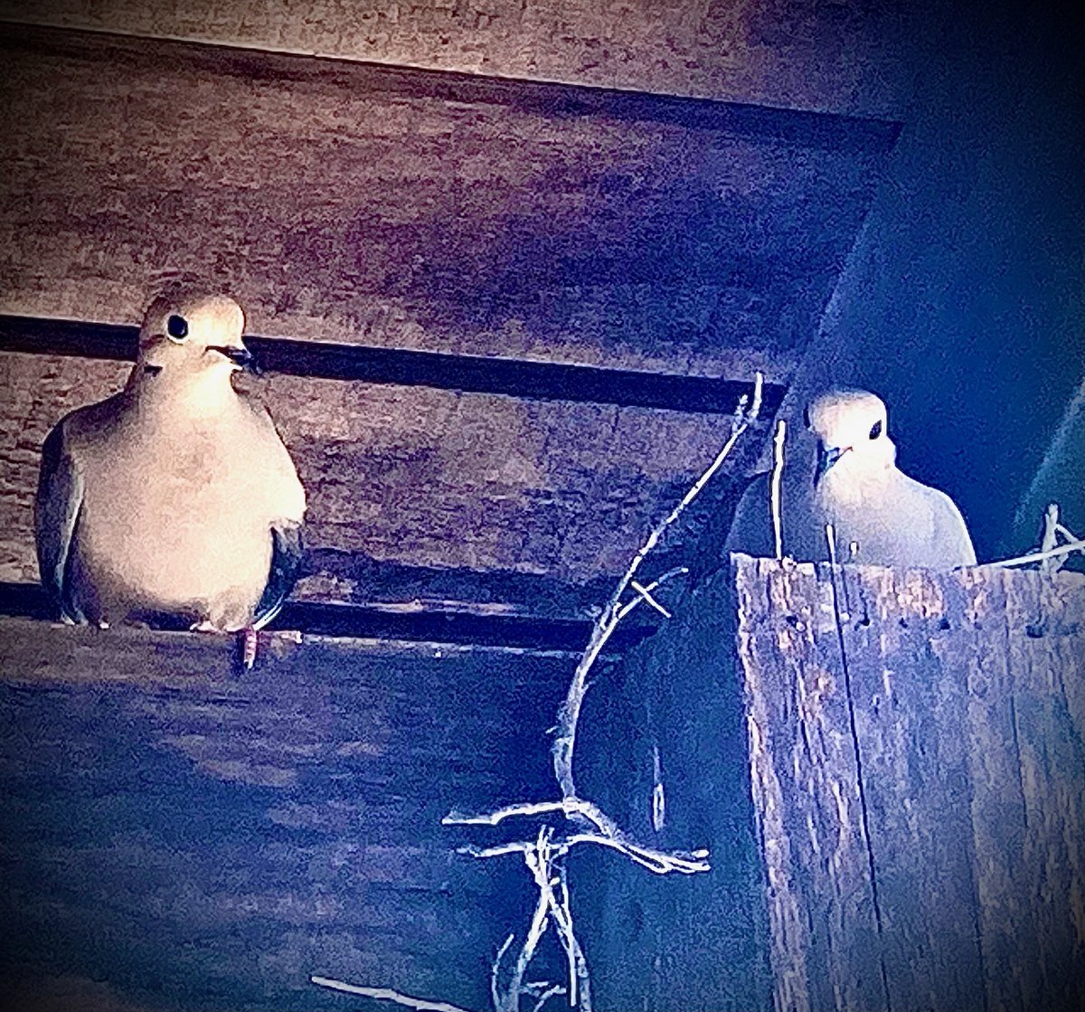 RalphFarm's tweet photo. Meet our new neighbors here at Ralph Dickerson's office. WE ARE UNDER CONSTRUCTION 🐣🚧 #birds#birdlover#doves#nest#eggs https://t.co/QtZogjhBNX