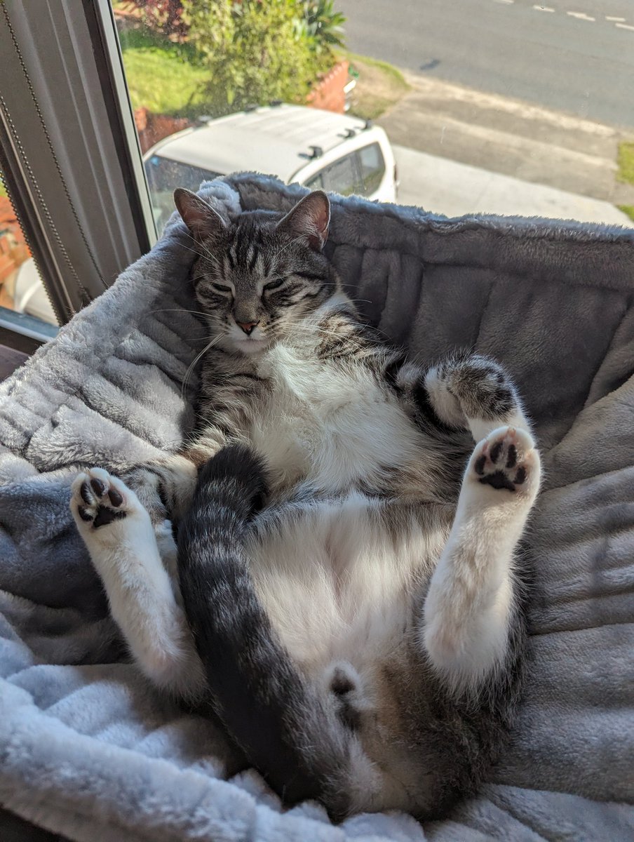 Mikedemyx's tweet photo. @5_ish Here, have a photo of my good boy https://t.co/ilG5UkuZTs