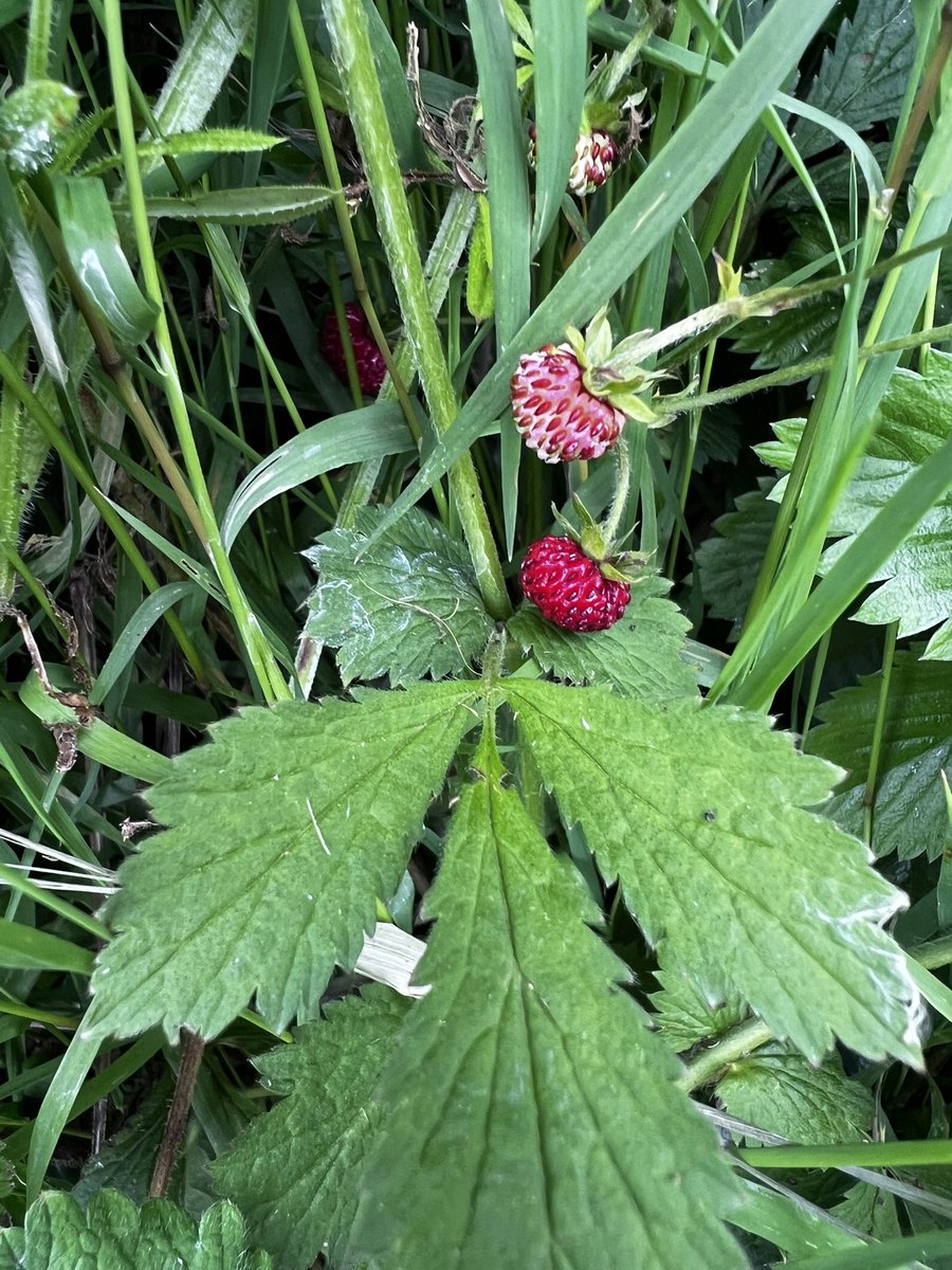 viksfish's tweet photo. Day 5 of #30DaysWild  - first wild strawberry of the year and plenty more on their way! Yum! https://t.co/BzWB1F4rGj
